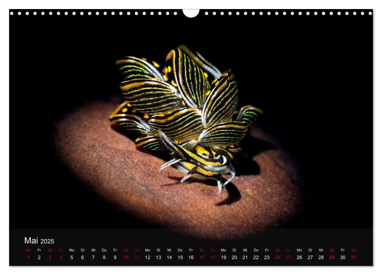 Bild: 9783435024490 | Tauchen in Indonesien - BUNTE MEERESSCHNECKEN (Wandkalender 2025...