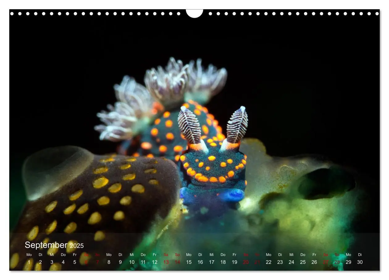Bild: 9783435024490 | Tauchen in Indonesien - BUNTE MEERESSCHNECKEN (Wandkalender 2025...