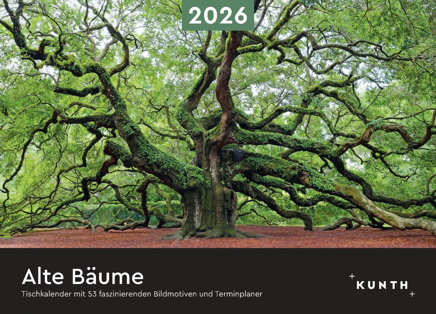 Cover: 9783965914490 | Alte Bäume - KUNTH Tischkalender 2026 | Kalender | 54 S. | Deutsch