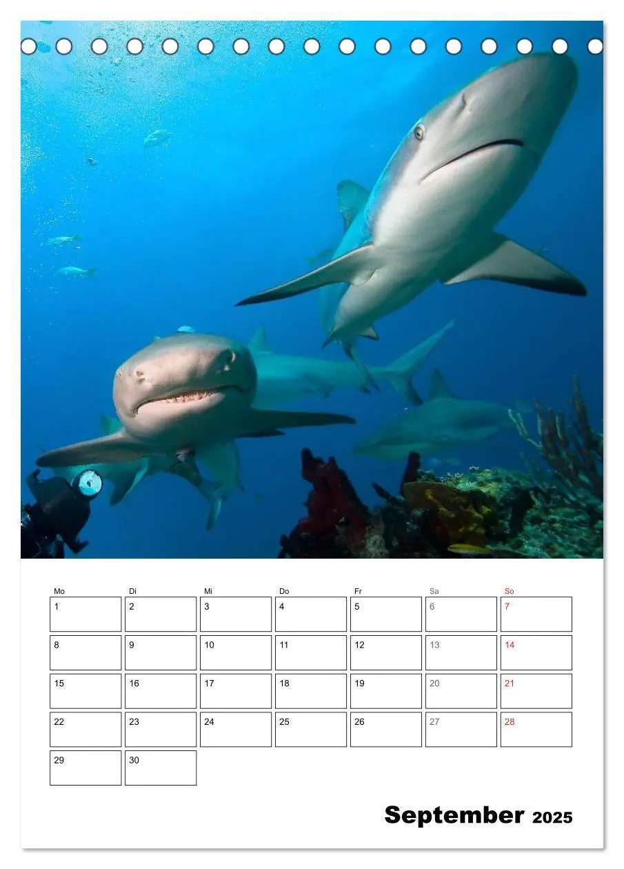 Bild: 9783457034590 | Zauberwelt. Fische, Korallen und Co. (Tischkalender 2025 DIN A5...