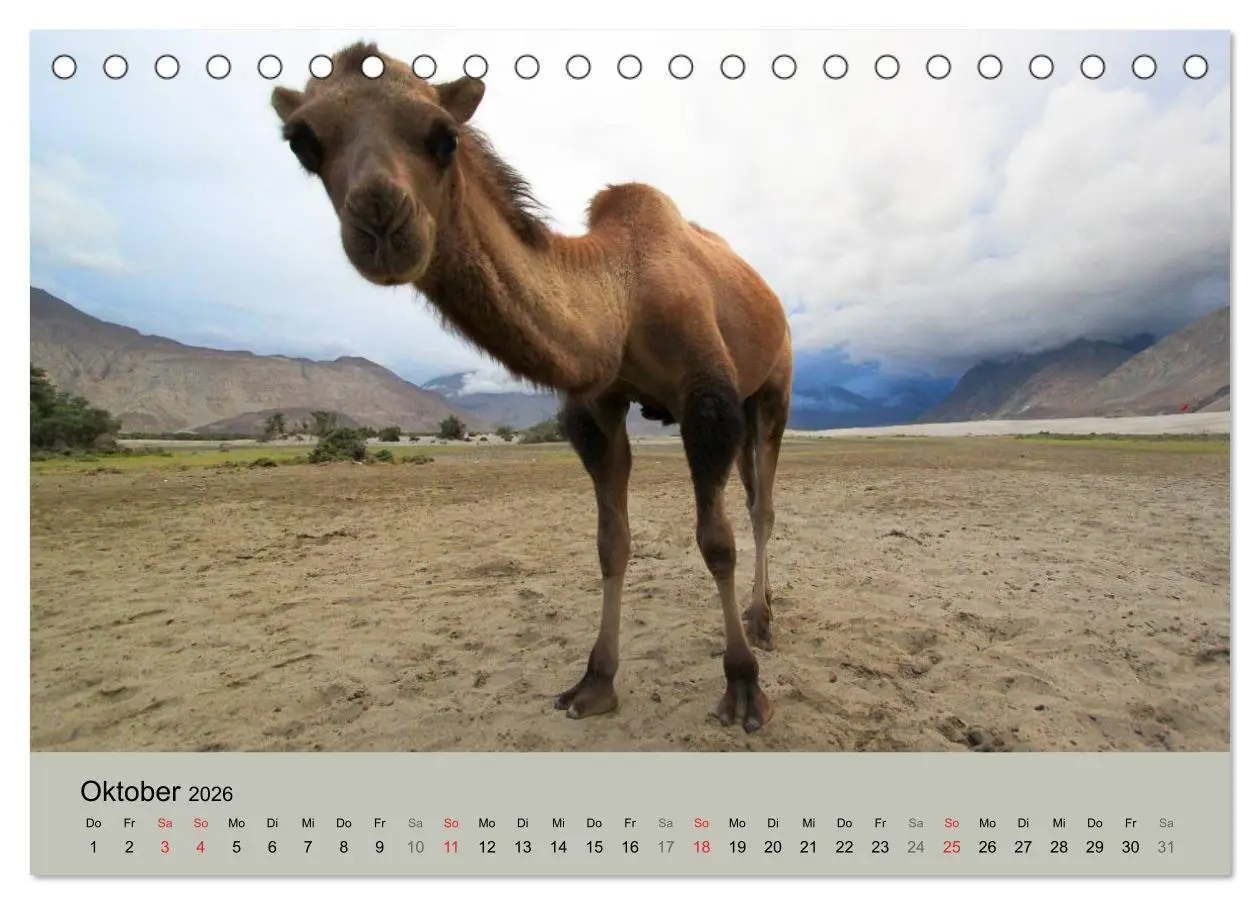 Bild: 9783516044690 | Kamel Porträt (Tischkalender 2026 DIN A5 quer), CALVENDO...