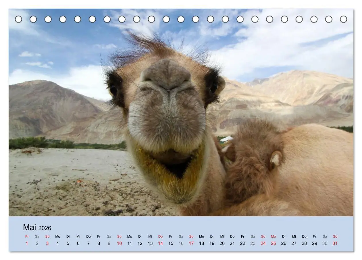 Bild: 9783516044690 | Kamel Porträt (Tischkalender 2026 DIN A5 quer), CALVENDO...