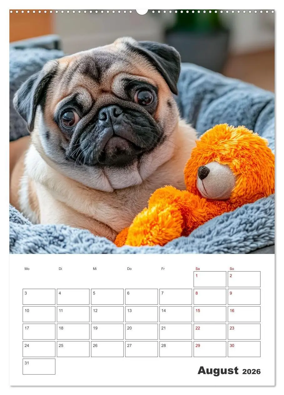 Bild: 9783516594690 | MOPS Pfotenglück in Faltenform (hochwertiger Premium Wandkalender...
