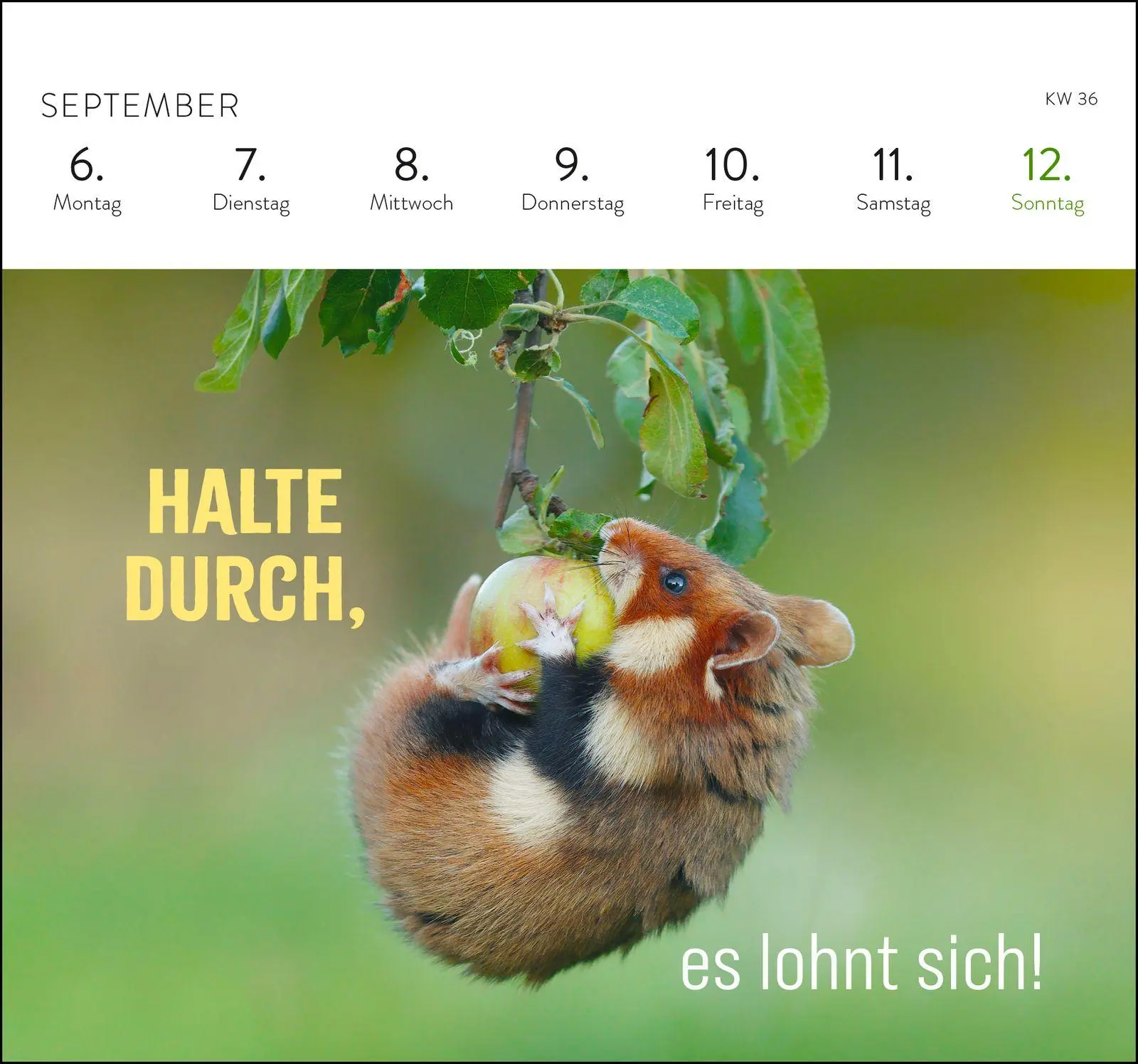 Bild: 4036442014790 | Postkartenkalender 2027: Kleine Glücksbringer für dein Jahr | Rad