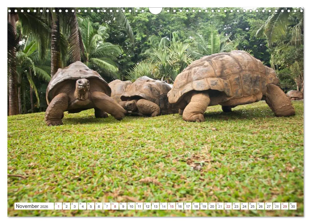 Bild: 9783516194890 | Mauritius (Wandkalender 2026 DIN A3 quer), CALVENDO Monatskalender