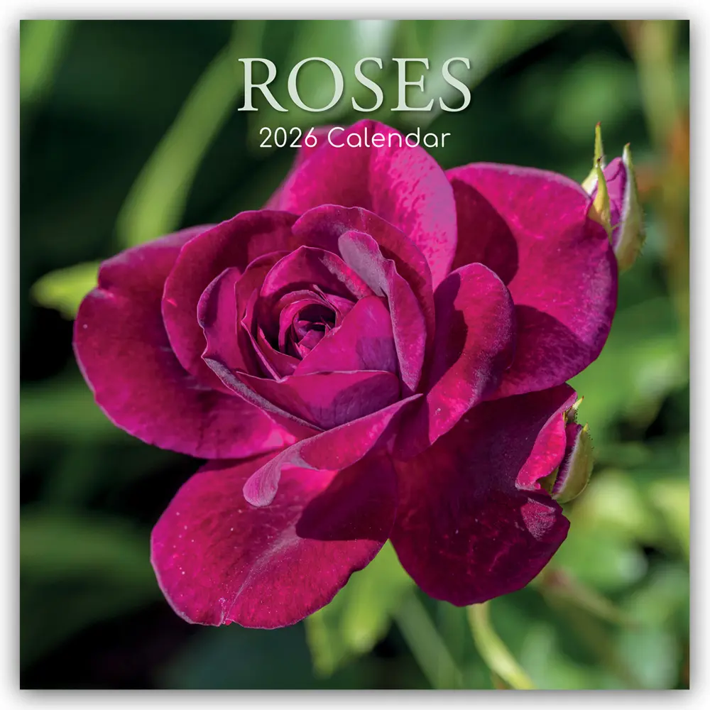 Cover: 9781836224990 | Roses - Rosen 2026 - 16-Monatskalender | Gifted Stationery Co. Ltd