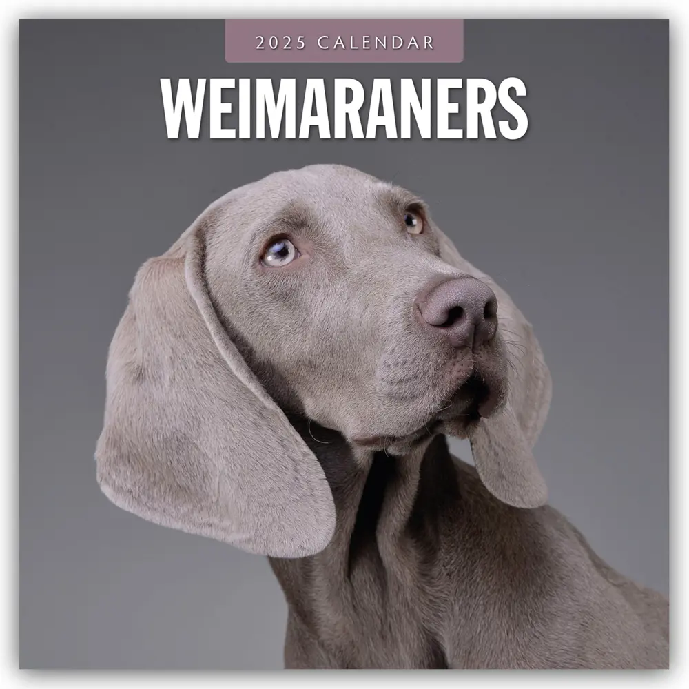 Cover: 9781804425190 | Weimaraners - Weimaraner 2025 - 16-Monatskalender | Ltd | Kalender