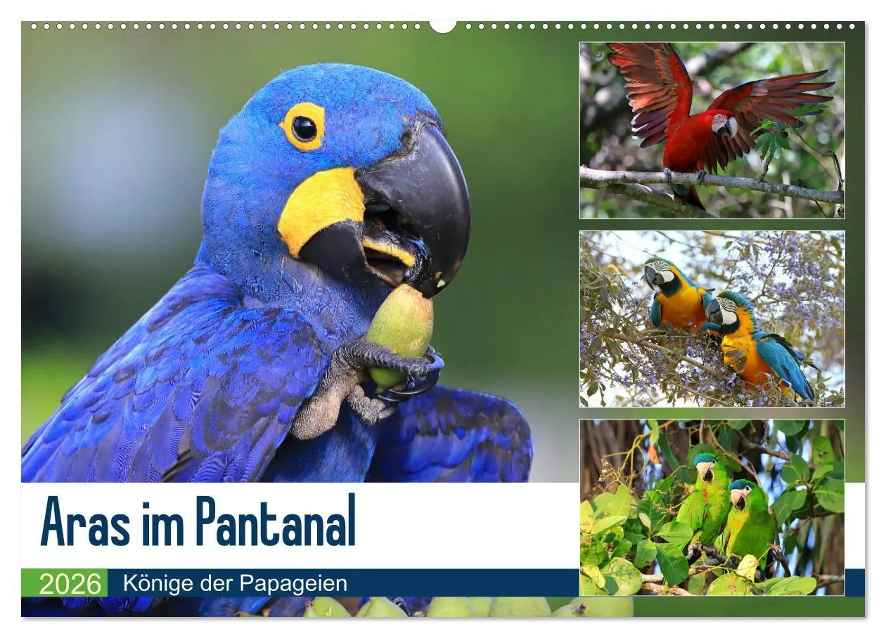 Cover: 9783457805190 | Aras im Pantanal (Wandkalender 2026 DIN A2 quer), CALVENDO...