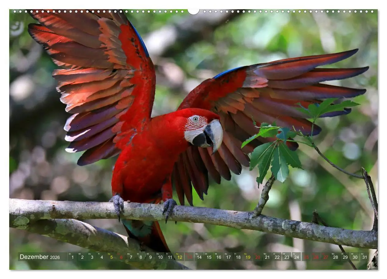 Bild: 9783457805190 | Aras im Pantanal (Wandkalender 2026 DIN A2 quer), CALVENDO...