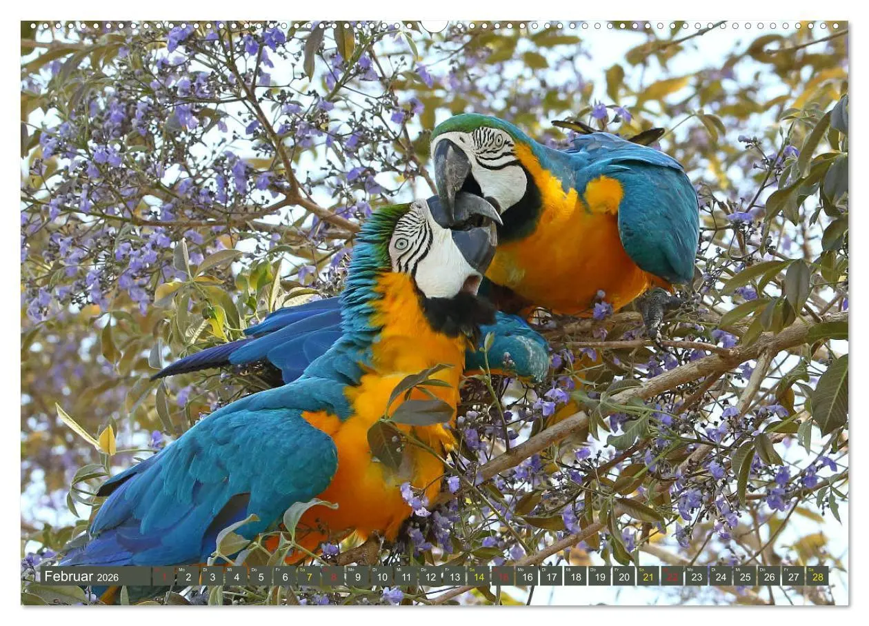 Bild: 9783457805190 | Aras im Pantanal (Wandkalender 2026 DIN A2 quer), CALVENDO...