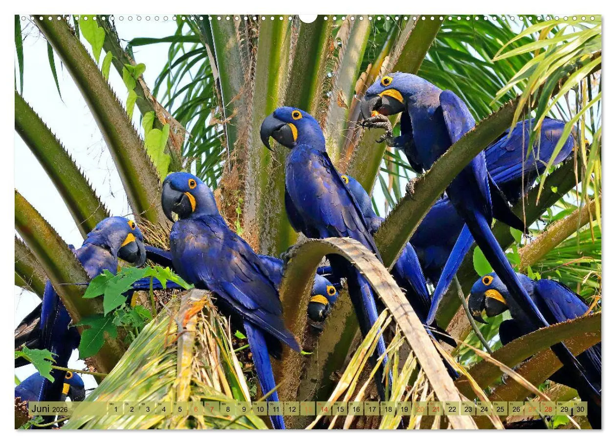 Bild: 9783457805190 | Aras im Pantanal (Wandkalender 2026 DIN A2 quer), CALVENDO...
