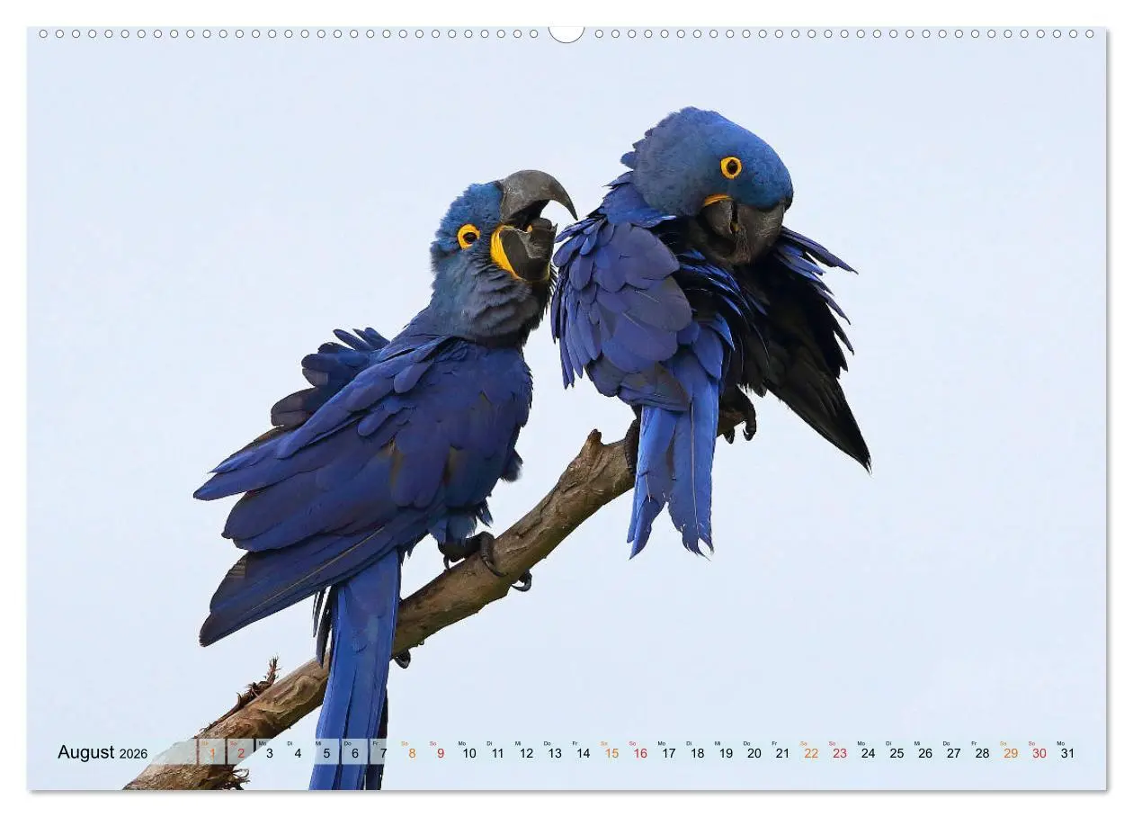 Bild: 9783457805190 | Aras im Pantanal (Wandkalender 2026 DIN A2 quer), CALVENDO...