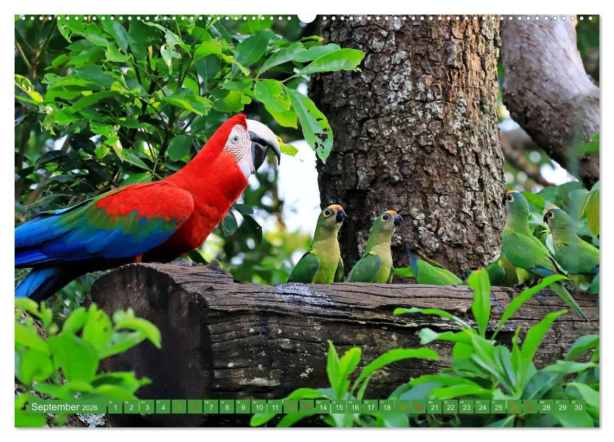 Bild: 9783457805190 | Aras im Pantanal (Wandkalender 2026 DIN A2 quer), CALVENDO...