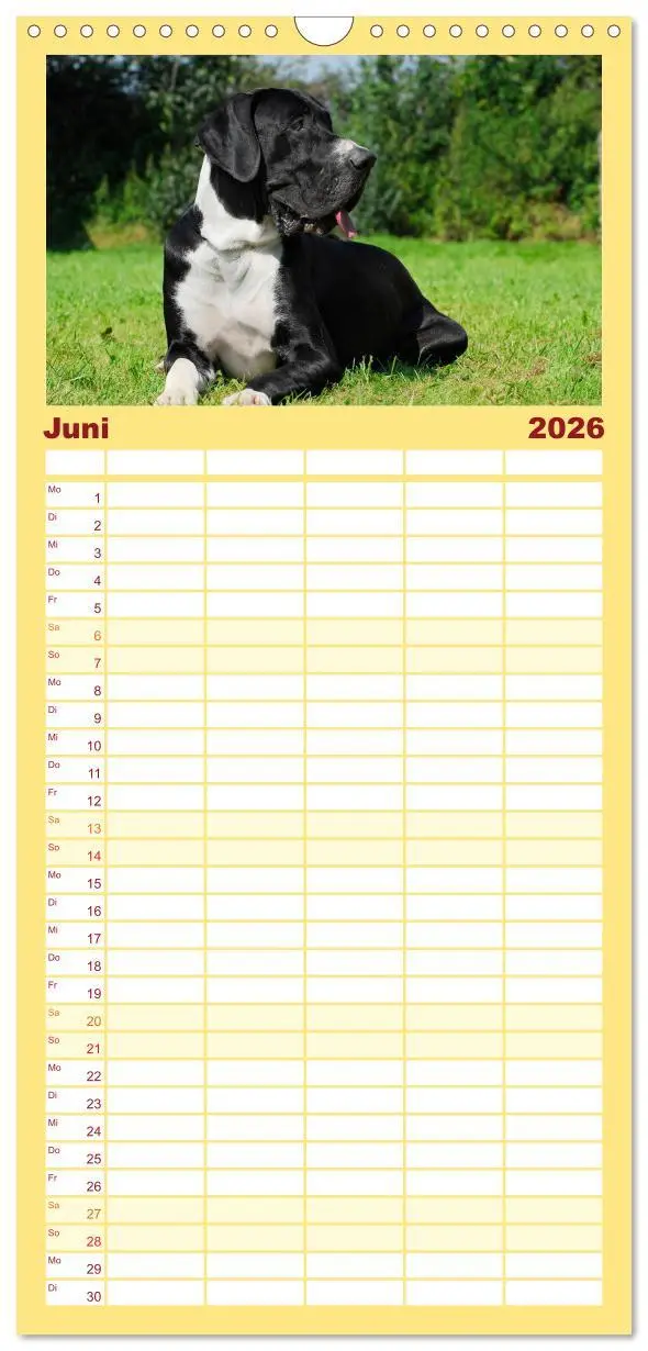 Bild: 9783516515190 | Familienplaner 2026 - Deutsche Dogge mit 5 Spalten (Wandkalender,...