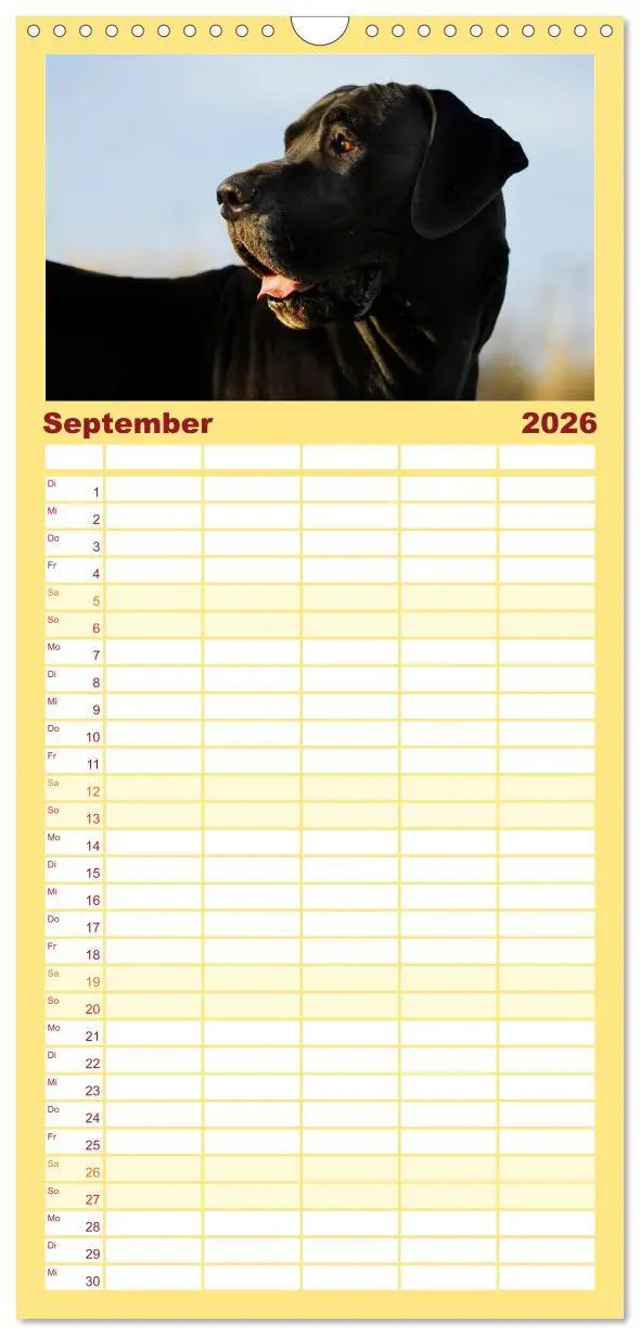 Bild: 9783516515190 | Familienplaner 2026 - Deutsche Dogge mit 5 Spalten (Wandkalender,...