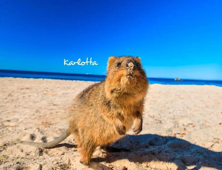 Bild: 9783960585190 | Quokkas 2027 Eintragkalender | Kalender | 14 S. | Deutsch | 2027
