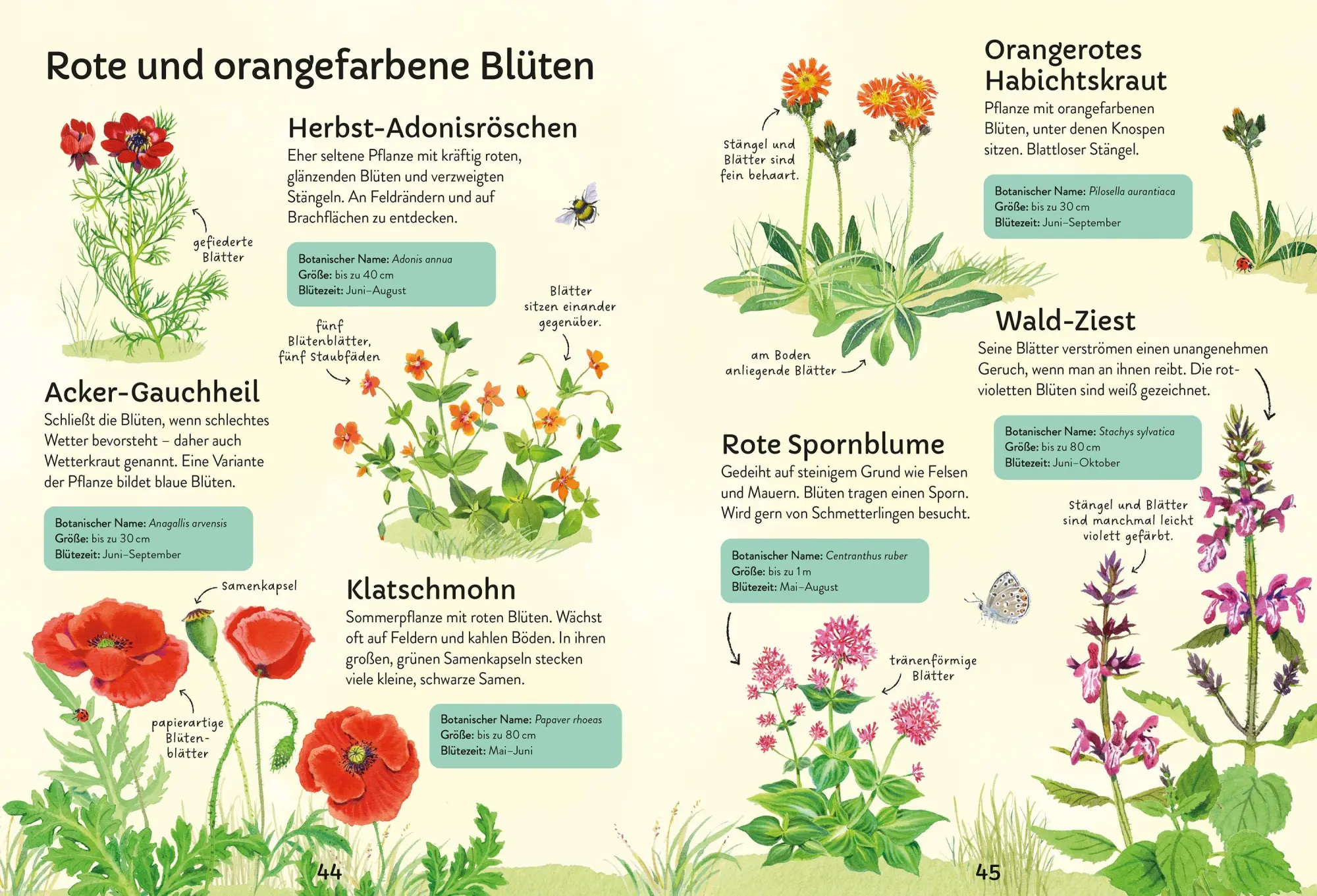 Bild: 9781035705290 | Ich erkunde die Natur: Unsere Wildblumen | Sarah Russell | Taschenbuch