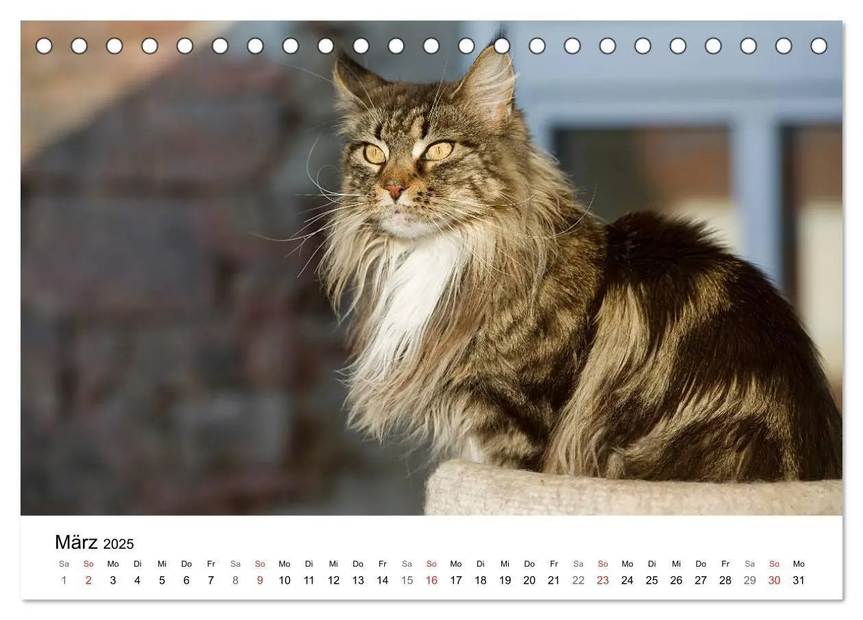 Bild: 9783435705290 | Rassekatzen 2025 (Tischkalender 2025 DIN A5 quer), CALVENDO...
