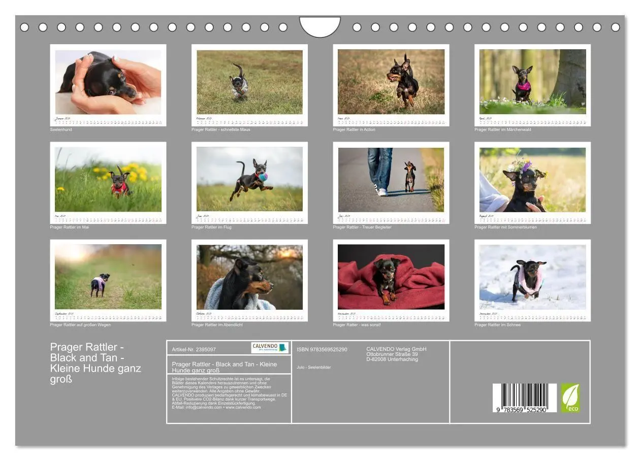 Bild: 9783569525290 | Prager Rattler - Black and Tan - Kleine Hunde ganz groß...