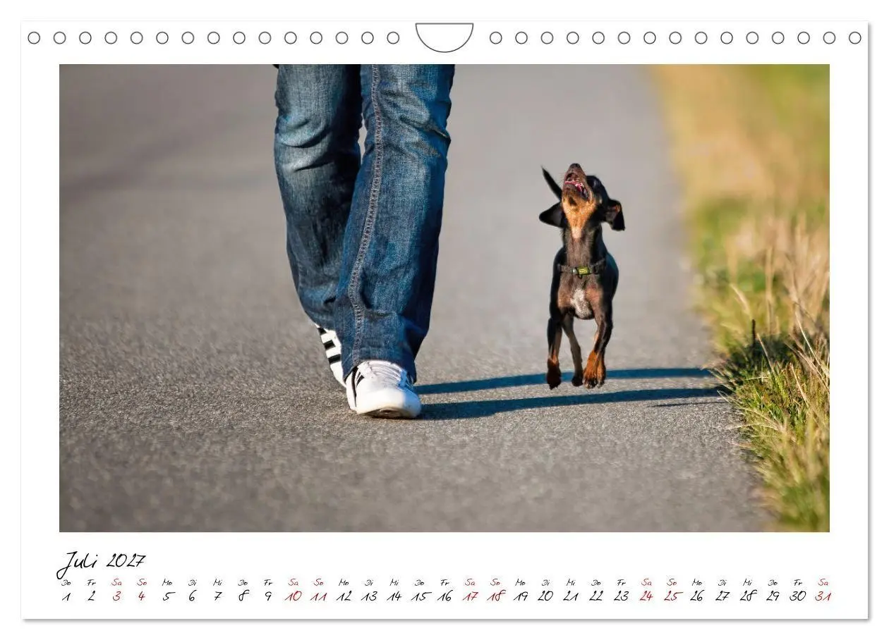 Bild: 9783569525290 | Prager Rattler - Black and Tan - Kleine Hunde ganz groß...