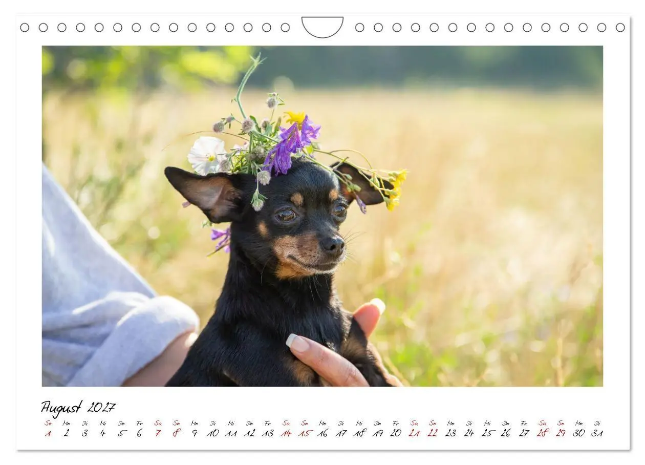 Bild: 9783569525290 | Prager Rattler - Black and Tan - Kleine Hunde ganz groß...
