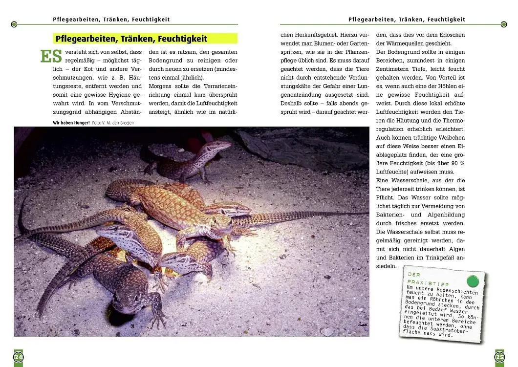 Bild: 9783937285290 | Der Stachelschwanzwaran | Varanus acanthinurus | Lipfert (u. a.)