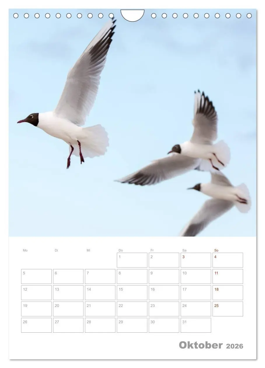 Bild: 9783516425390 | Möwen - die Vögel der Küste (Wandkalender 2026 DIN A4 hoch),...