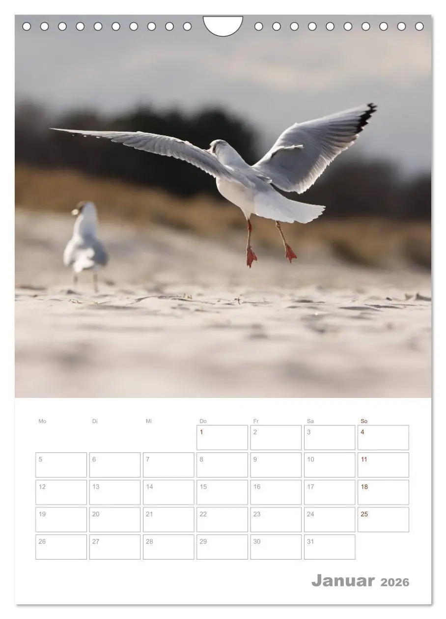 Bild: 9783516425390 | Möwen - die Vögel der Küste (Wandkalender 2026 DIN A4 hoch),...
