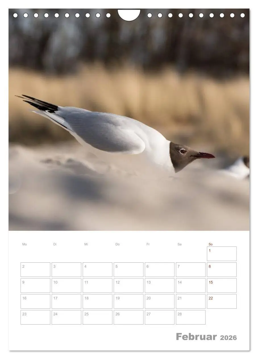 Bild: 9783516425390 | Möwen - die Vögel der Küste (Wandkalender 2026 DIN A4 hoch),...