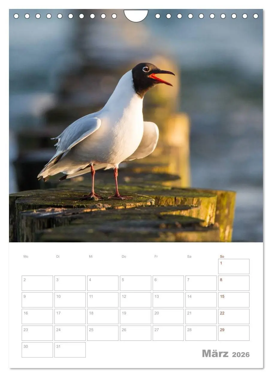 Bild: 9783516425390 | Möwen - die Vögel der Küste (Wandkalender 2026 DIN A4 hoch),...