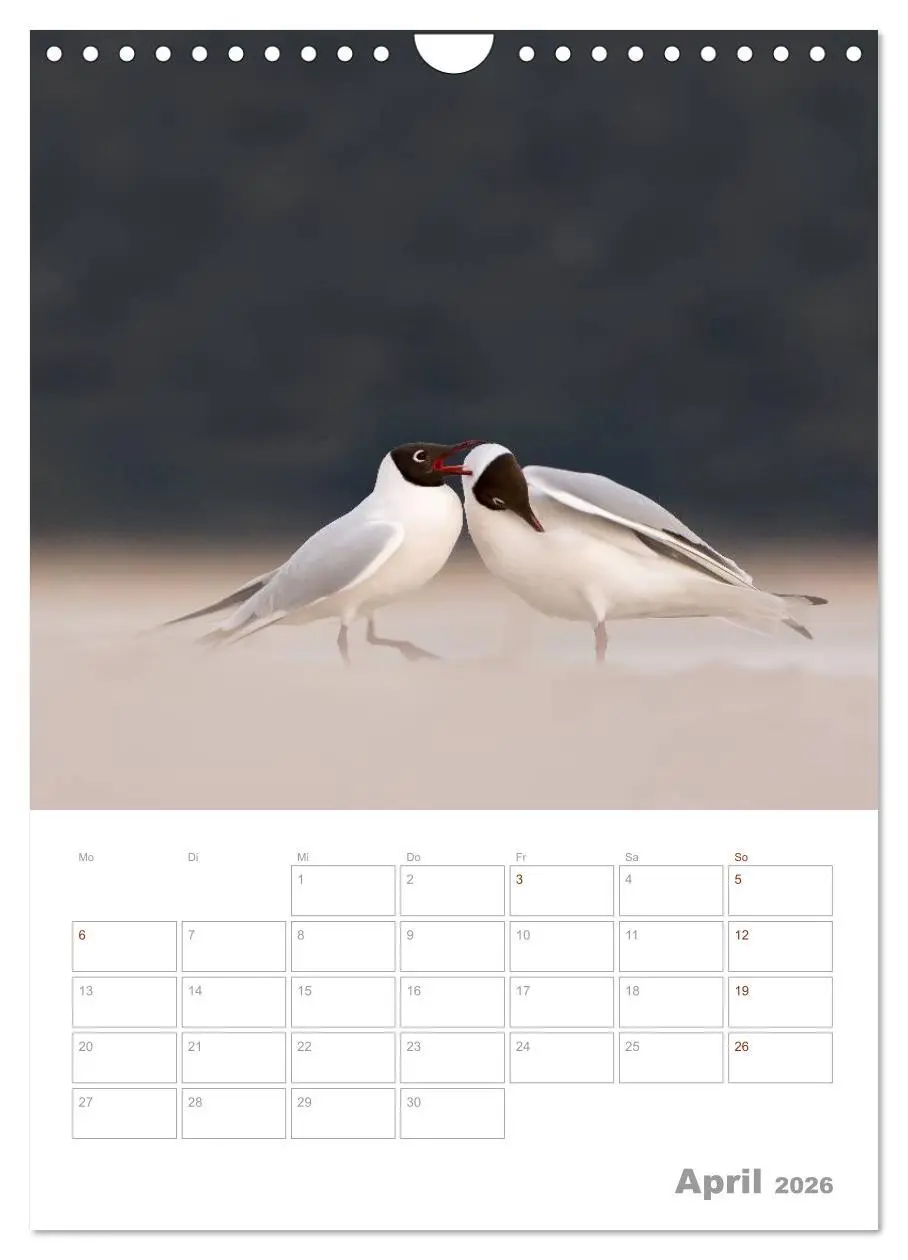 Bild: 9783516425390 | Möwen - die Vögel der Küste (Wandkalender 2026 DIN A4 hoch),...