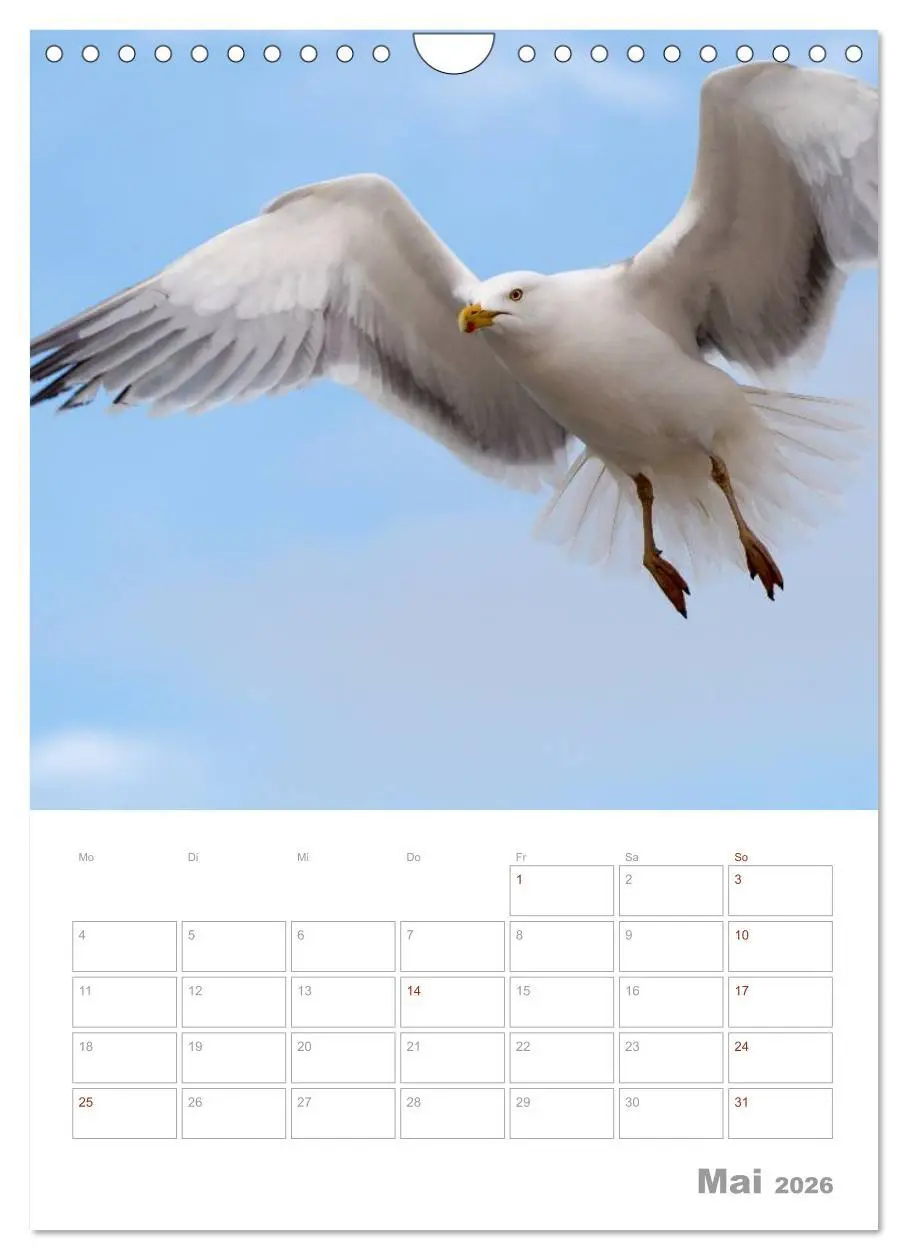 Bild: 9783516425390 | Möwen - die Vögel der Küste (Wandkalender 2026 DIN A4 hoch),...