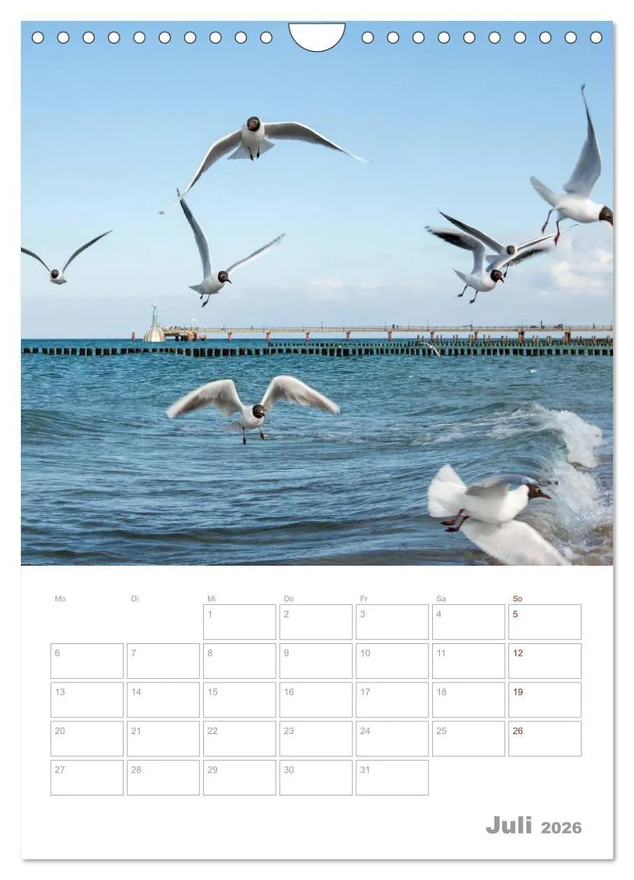 Bild: 9783516425390 | Möwen - die Vögel der Küste (Wandkalender 2026 DIN A4 hoch),...