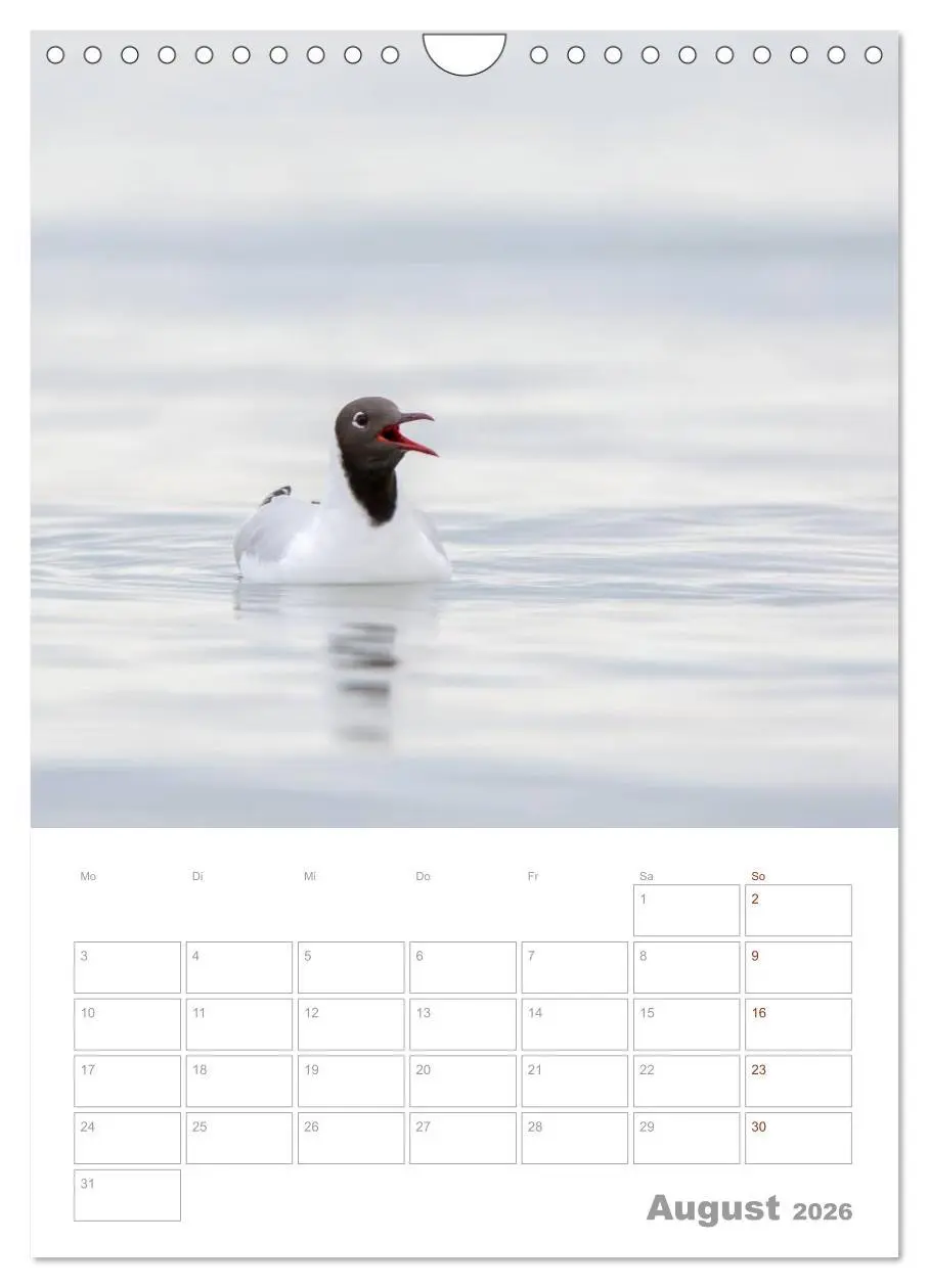 Bild: 9783516425390 | Möwen - die Vögel der Küste (Wandkalender 2026 DIN A4 hoch),...