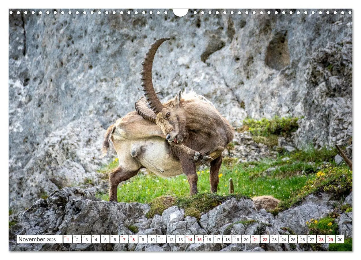 Bild: 9783457475690 | Steinböcke - Majestätische Tiere der Alpen (Wandkalender 2026 DIN...