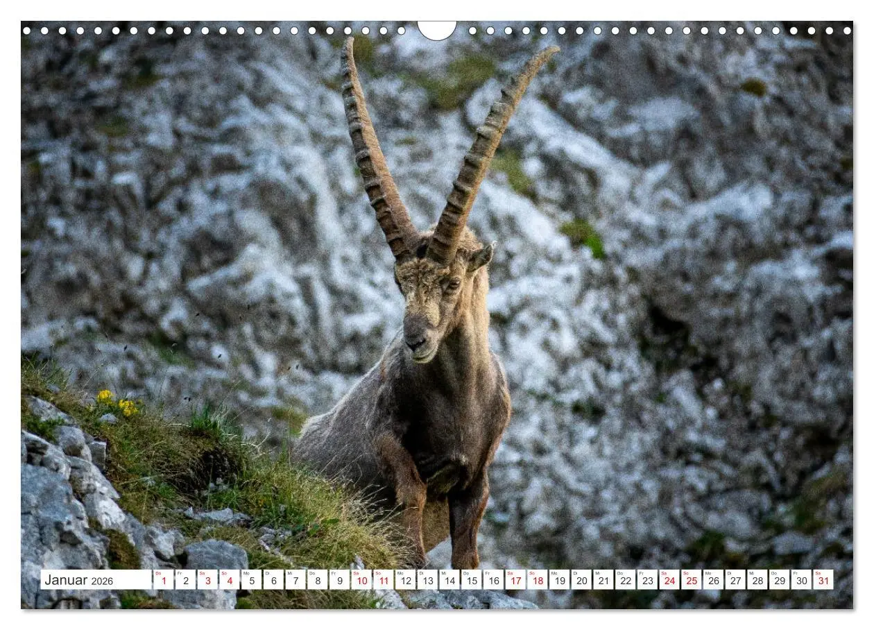 Bild: 9783457475690 | Steinböcke - Majestätische Tiere der Alpen (Wandkalender 2026 DIN...