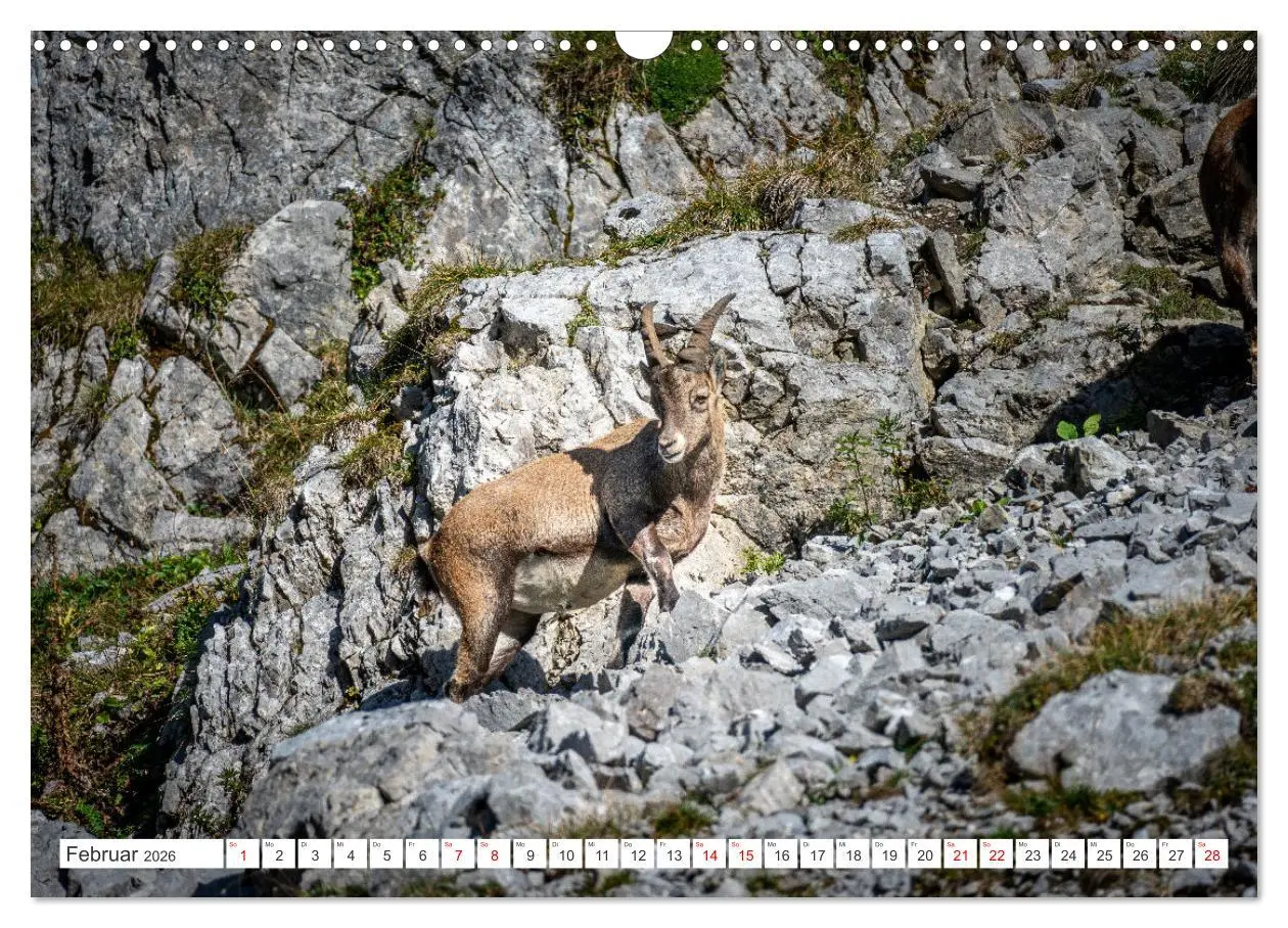 Bild: 9783457475690 | Steinböcke - Majestätische Tiere der Alpen (Wandkalender 2026 DIN...