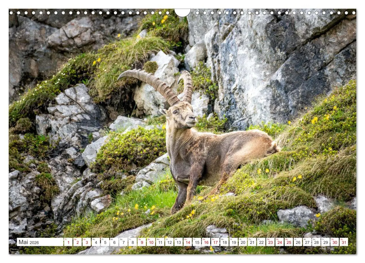 Bild: 9783457475690 | Steinböcke - Majestätische Tiere der Alpen (Wandkalender 2026 DIN...