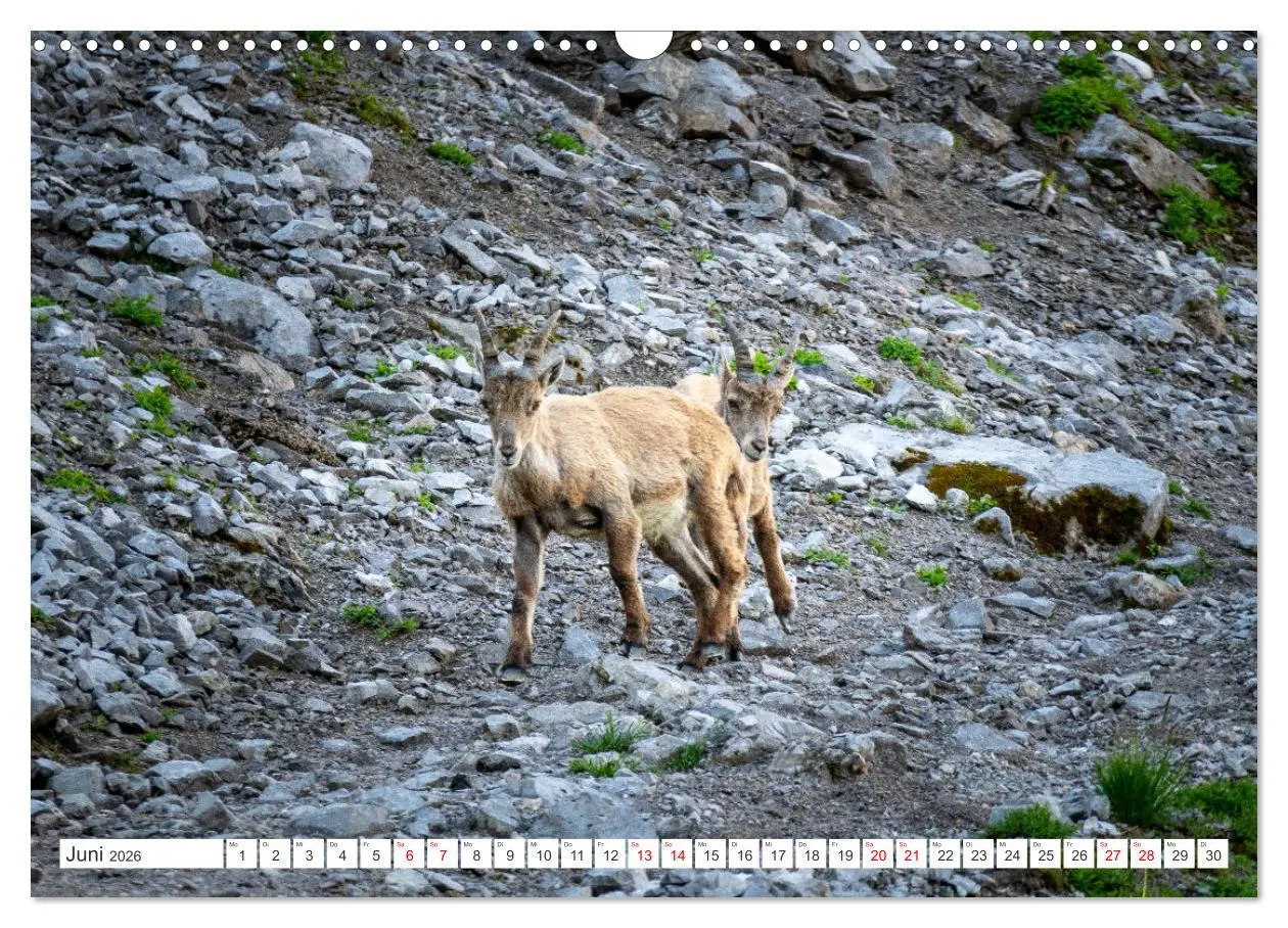 Bild: 9783457475690 | Steinböcke - Majestätische Tiere der Alpen (Wandkalender 2026 DIN...