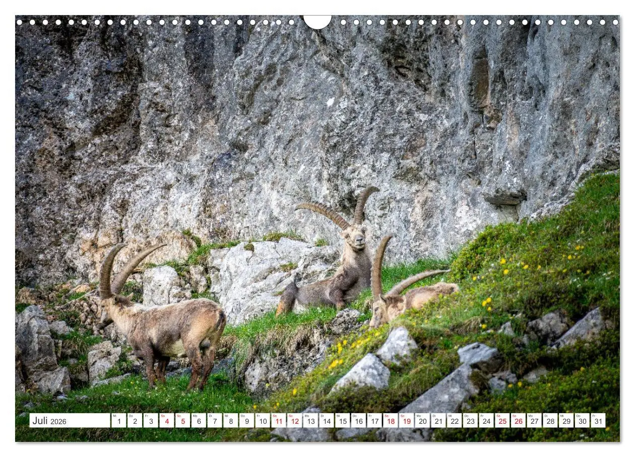 Bild: 9783457475690 | Steinböcke - Majestätische Tiere der Alpen (Wandkalender 2026 DIN...