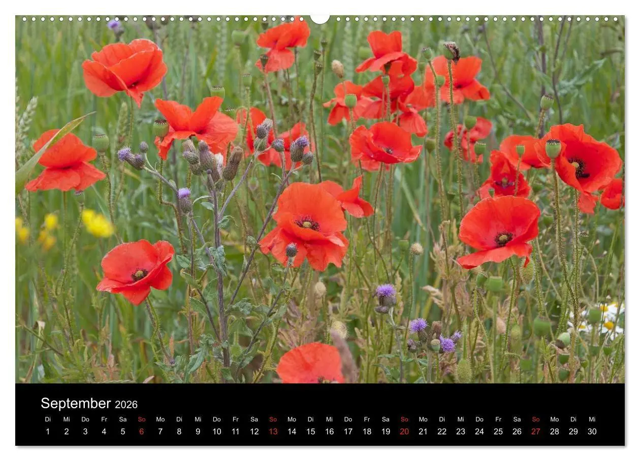 Bild: 9783516185690 | Südschweden (hochwertiger Premium Wandkalender 2026 DIN A2 quer),...