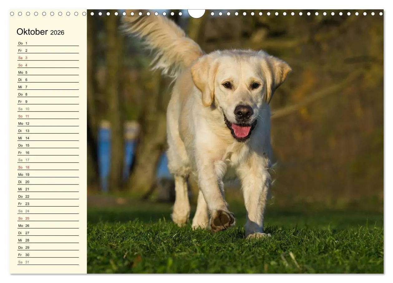 Bild: 9783516005790 | Das Glück hat einen Namen - Golden Retriever (Wandkalender 2026 DIN...