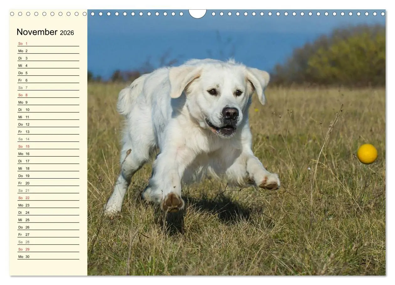 Bild: 9783516005790 | Das Glück hat einen Namen - Golden Retriever (Wandkalender 2026 DIN...