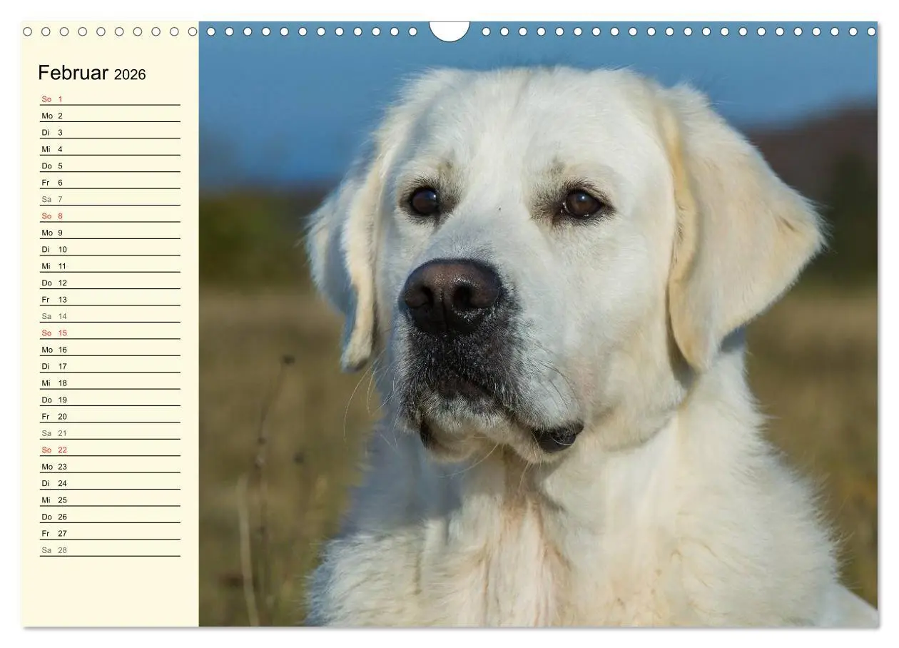 Bild: 9783516005790 | Das Glück hat einen Namen - Golden Retriever (Wandkalender 2026 DIN...
