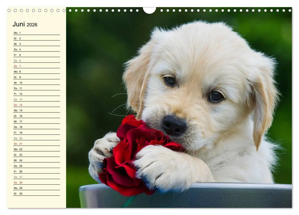Bild: 9783516005790 | Das Glück hat einen Namen - Golden Retriever (Wandkalender 2026 DIN...