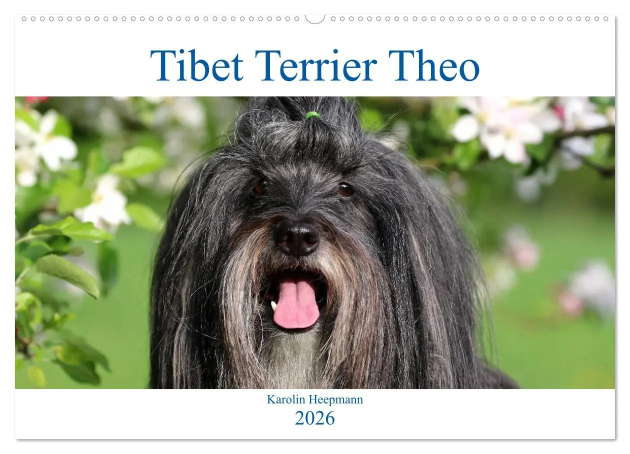 Cover: 9783457765890 | Tibet Terrier Theo (Wandkalender 2026 DIN A2 quer), CALVENDO...