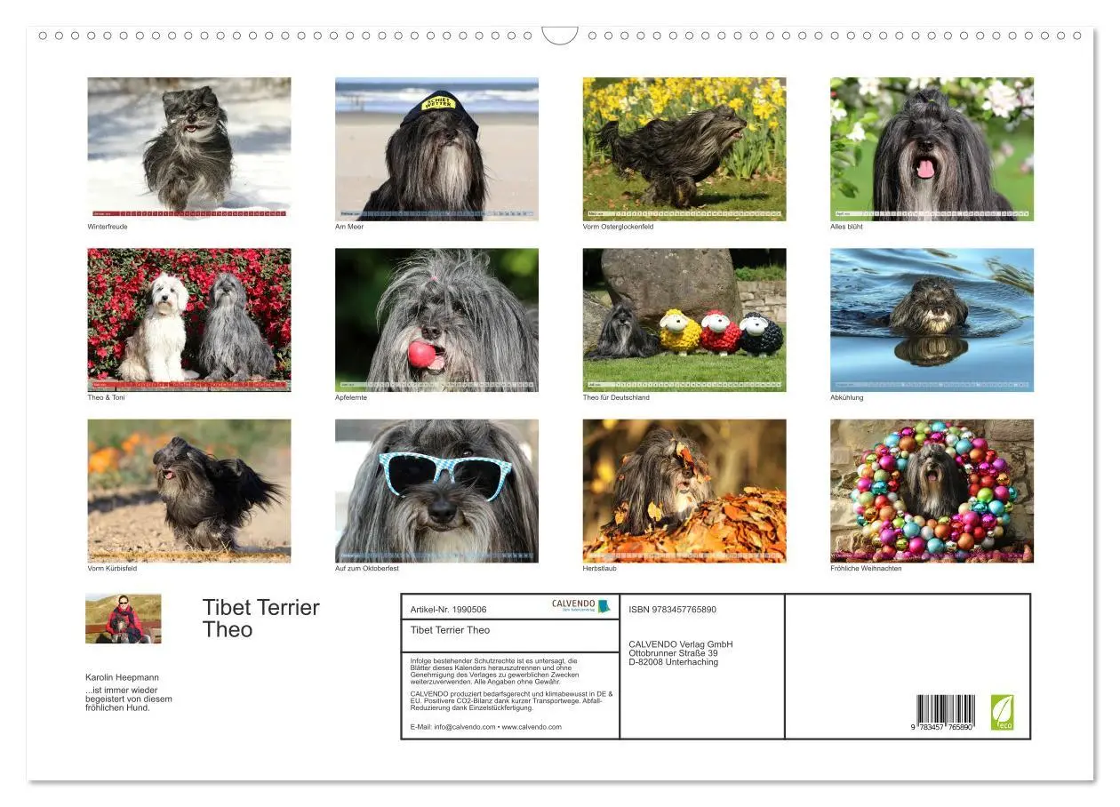 Bild: 9783457765890 | Tibet Terrier Theo (Wandkalender 2026 DIN A2 quer), CALVENDO...
