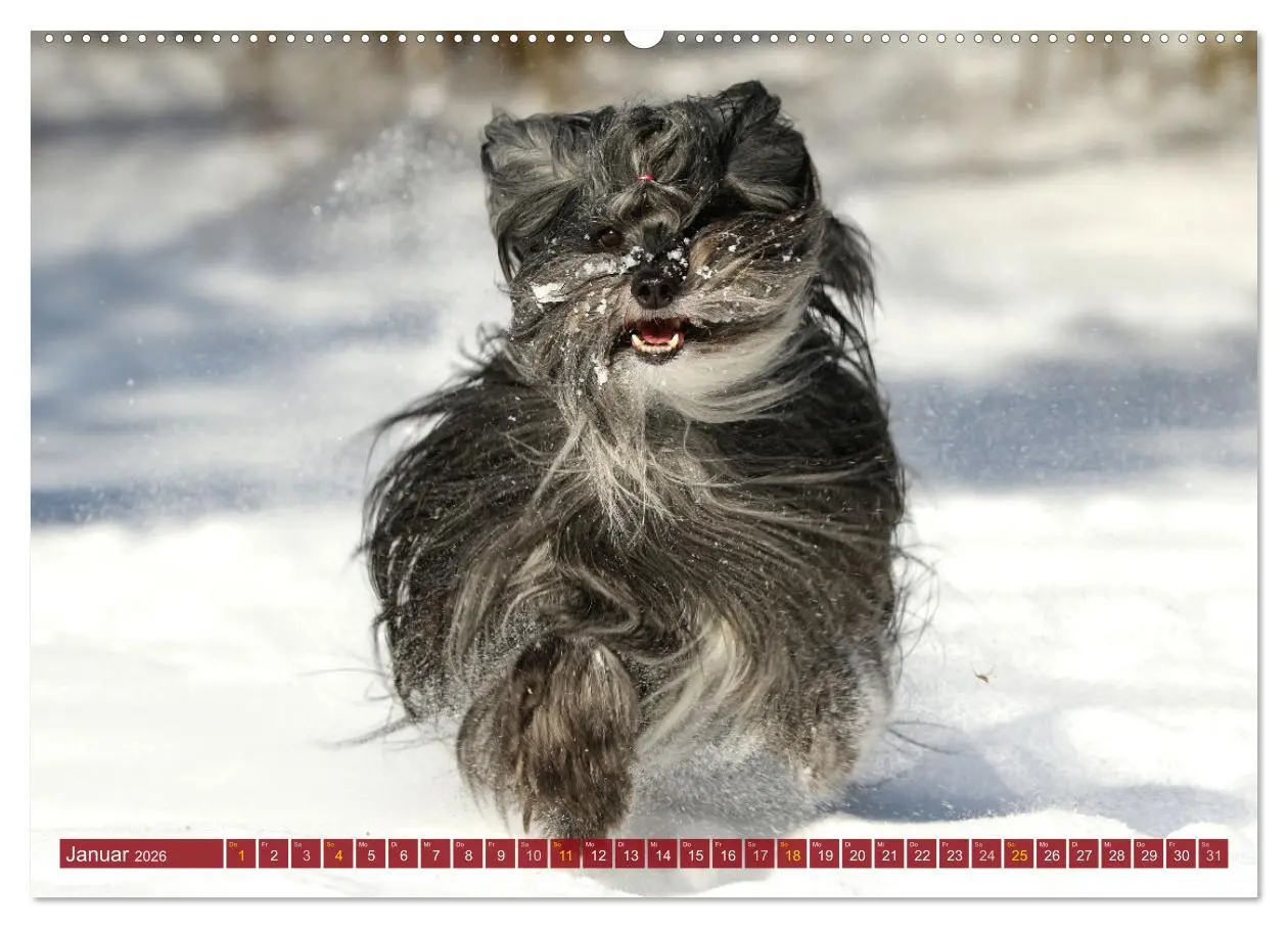 Bild: 9783457765890 | Tibet Terrier Theo (Wandkalender 2026 DIN A2 quer), CALVENDO...