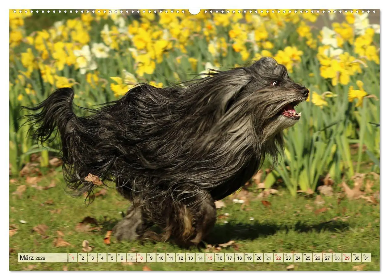 Bild: 9783457765890 | Tibet Terrier Theo (Wandkalender 2026 DIN A2 quer), CALVENDO...