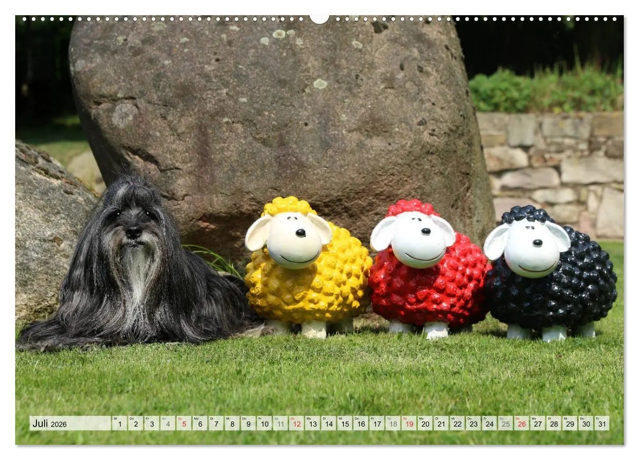 Bild: 9783457765890 | Tibet Terrier Theo (Wandkalender 2026 DIN A2 quer), CALVENDO...